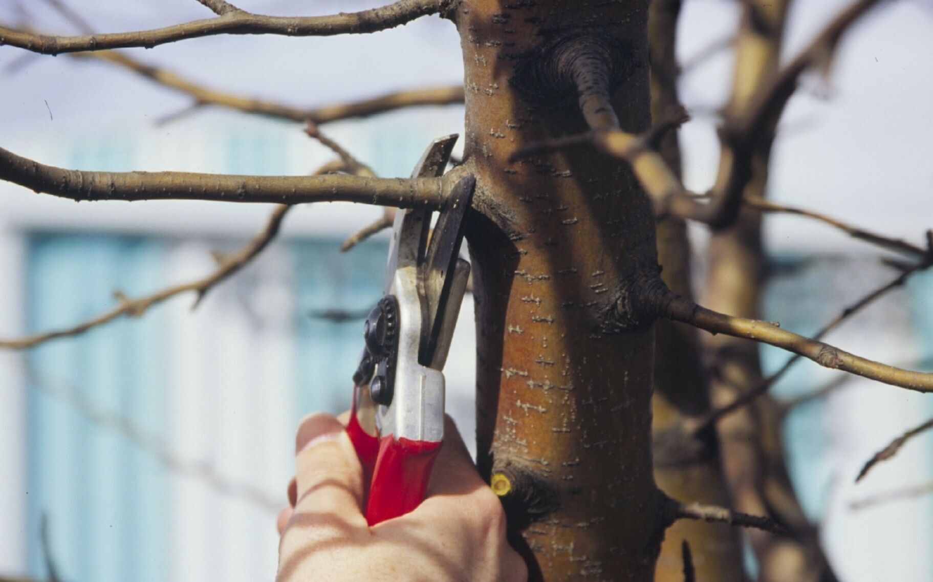 Nip improper pruning in the bud